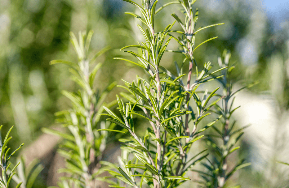 Rozmarýn Lékařský (Rosmarinus Officinalis)